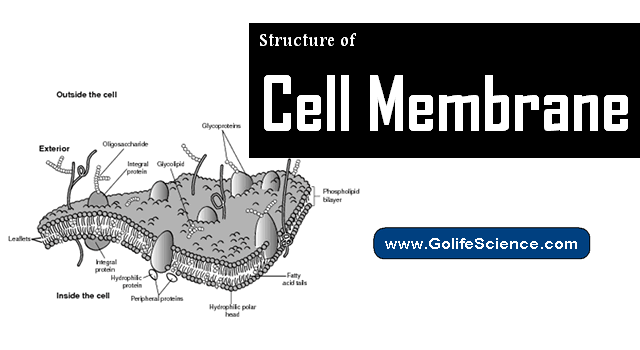 What is the Structure of Cell Membrane and its composition? (Basic Guide for Students)