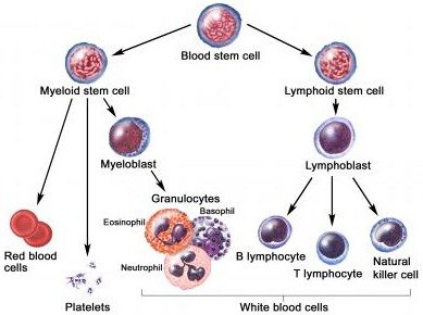 Lymphocyte development