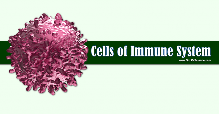 What are the Cells of Immune System? (Basic Immune Cells)