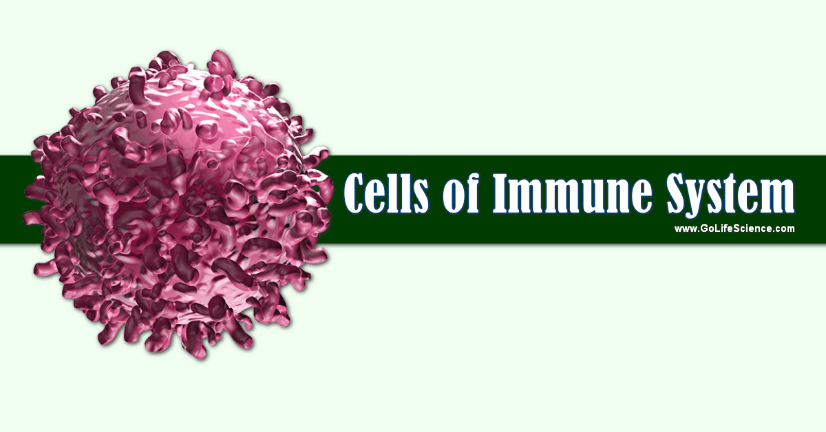 What are the Cells of Immune System? (Basic Immune Cells) cells of immune system