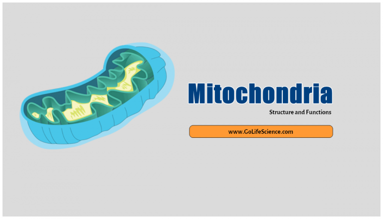 What are the key structures and functions of the Mitochondria?