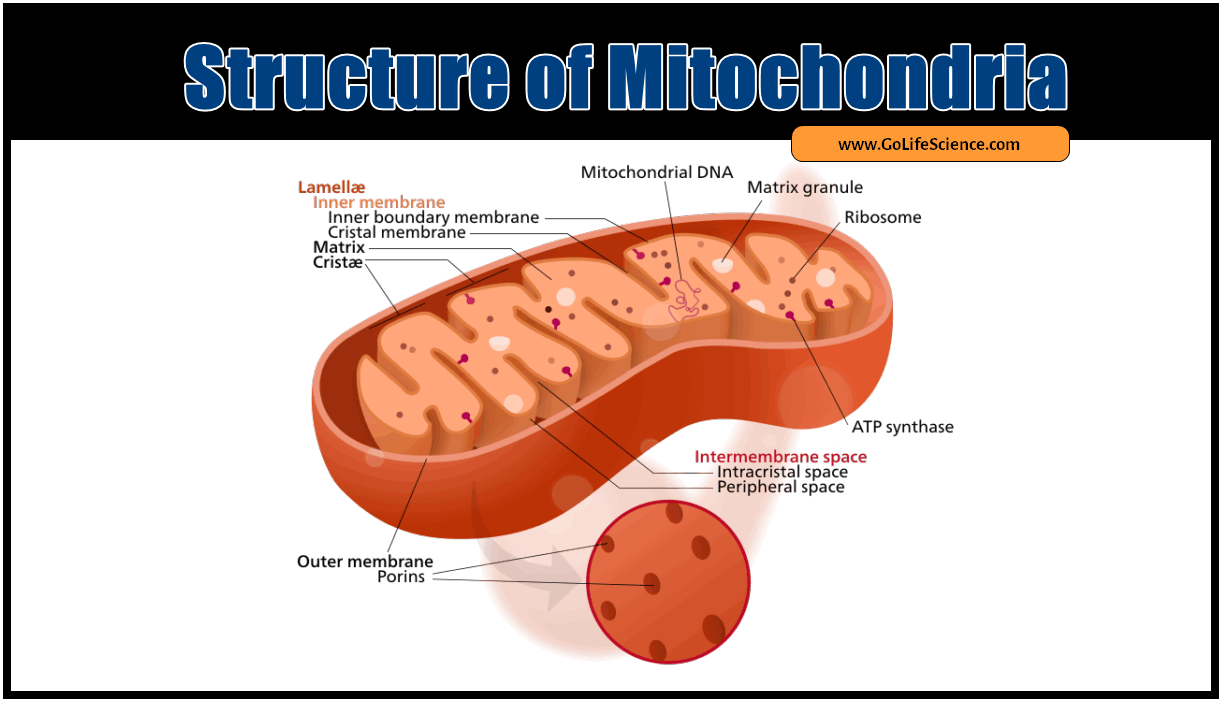 structure of mitochondria