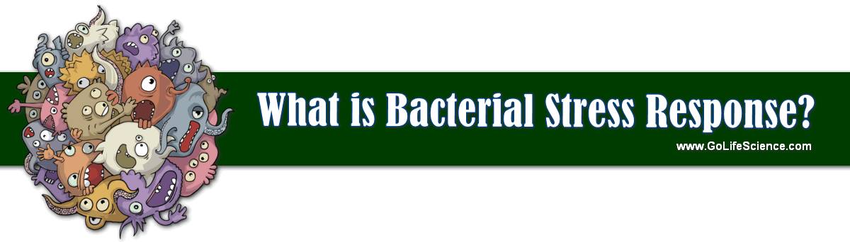 What is Bacterial Stress Responses