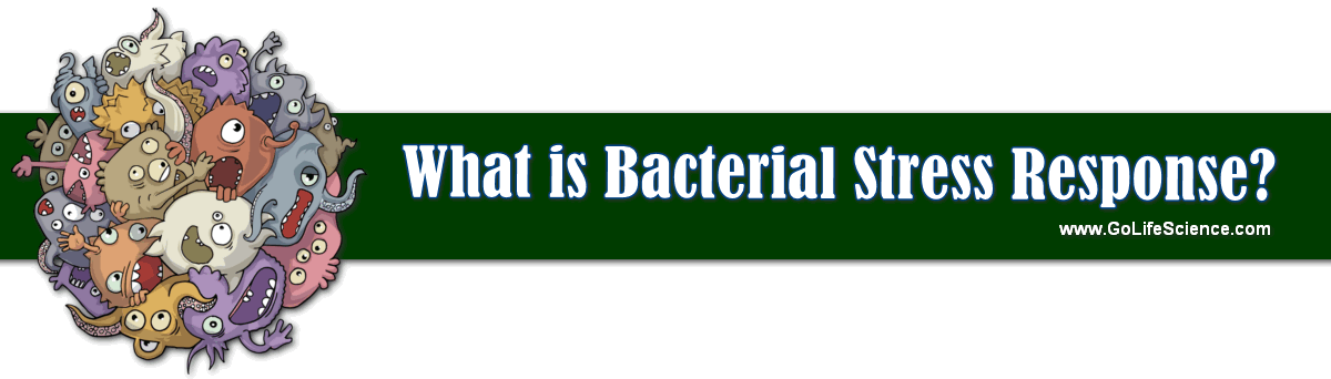What is Bacterial Stress Response? What is Bacterial Stress Responses