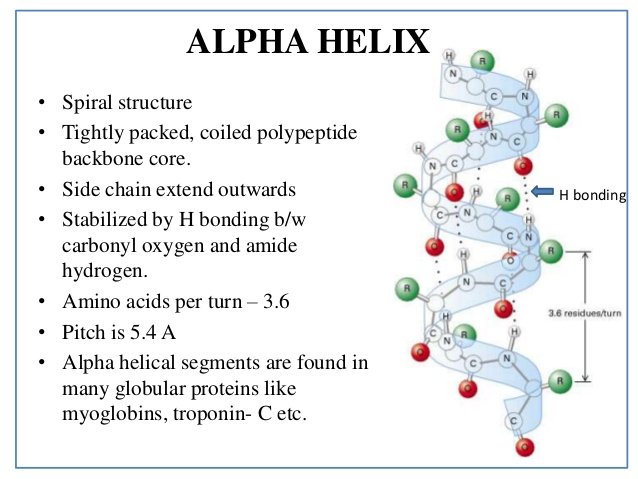 alpha helix structure