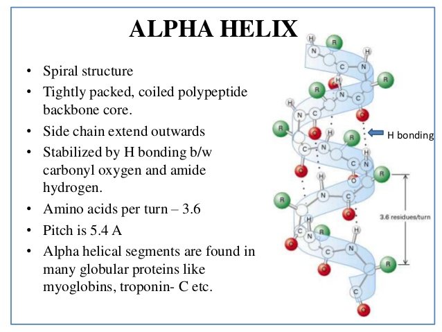 What are the Secondary Structure of Proteins? alpha helix structure