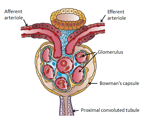 What is the Structure of Nephron and its Functions? Bowman’s Capsule