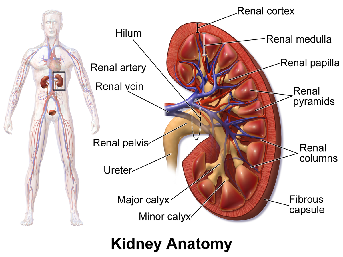 What is the Structure of Nephron and its Functions? Kidney structure