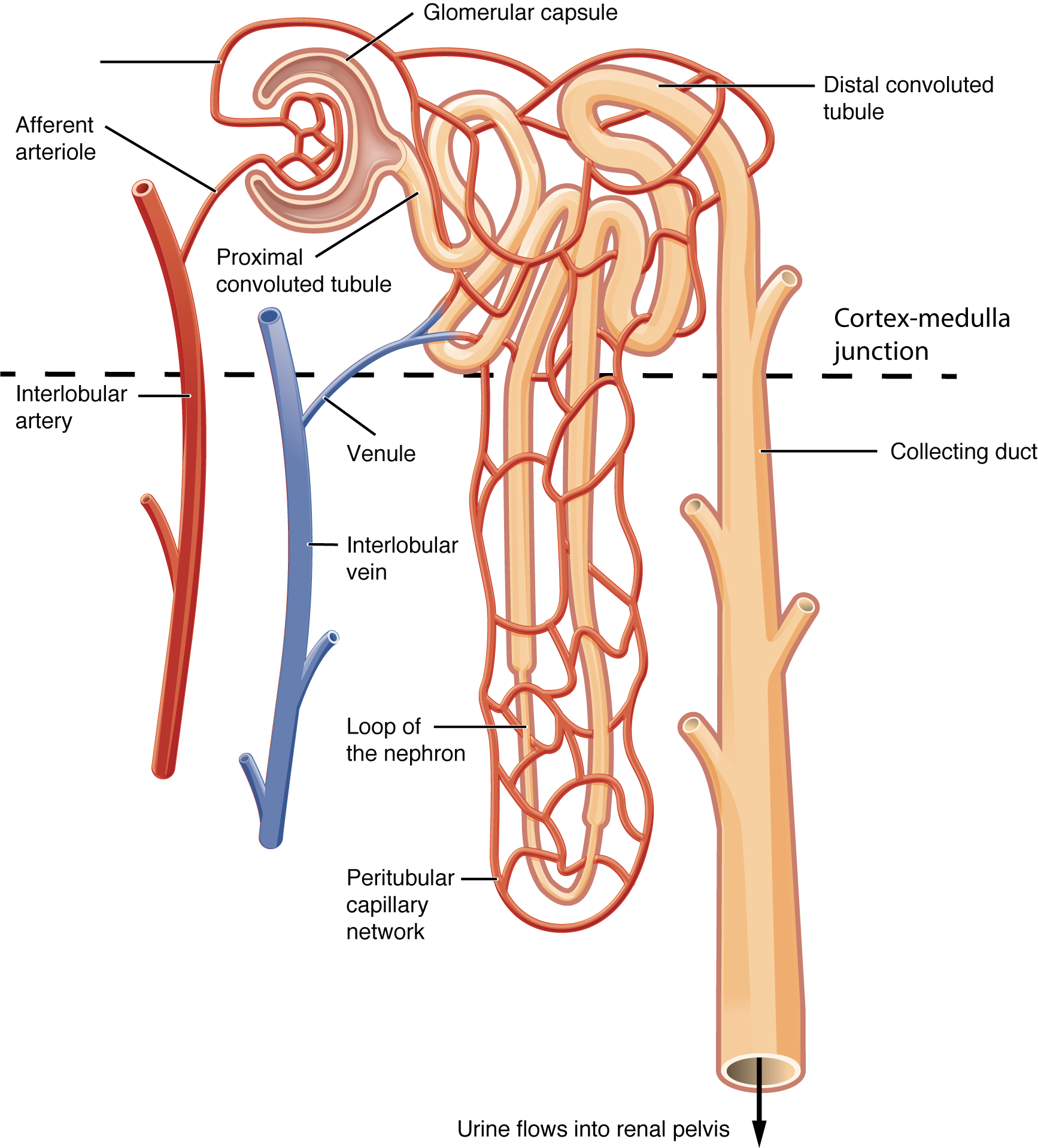 functioning of the nephron