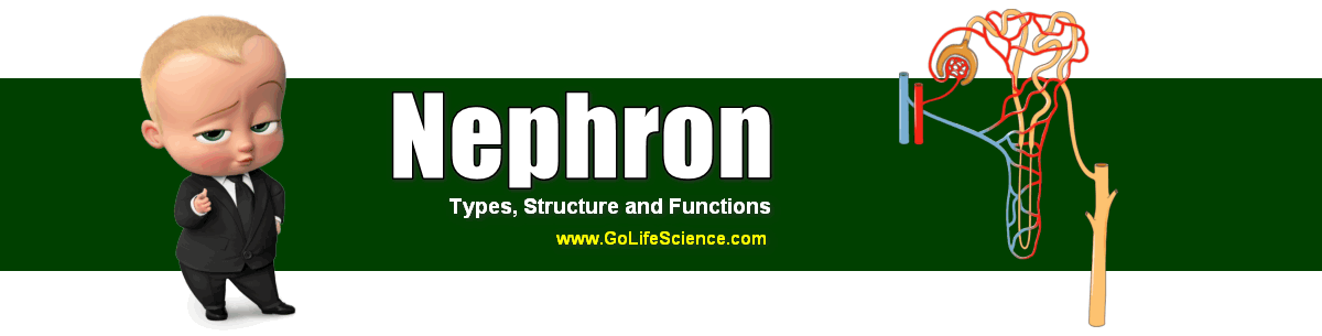What is the Structure of Nephron and its Functions? nephron structure