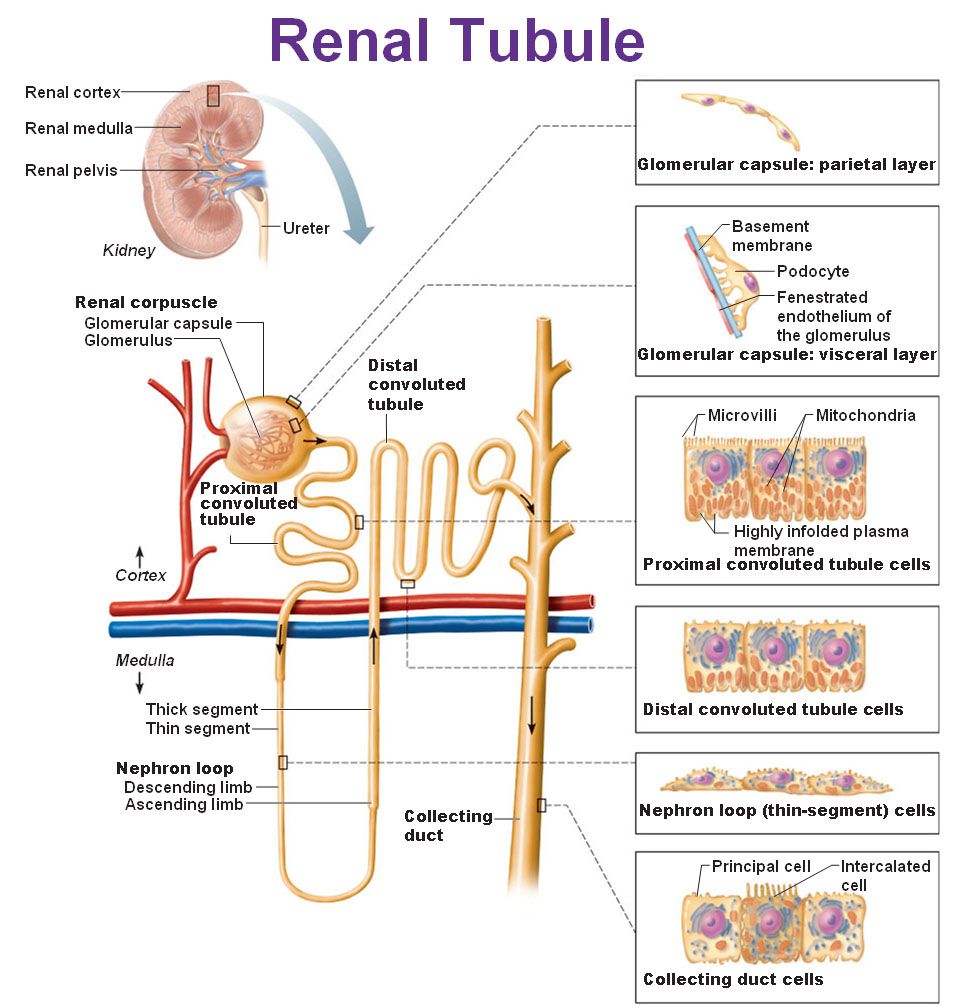 What is the Structure of Nephron and its Functions? renal tubule in Nephron